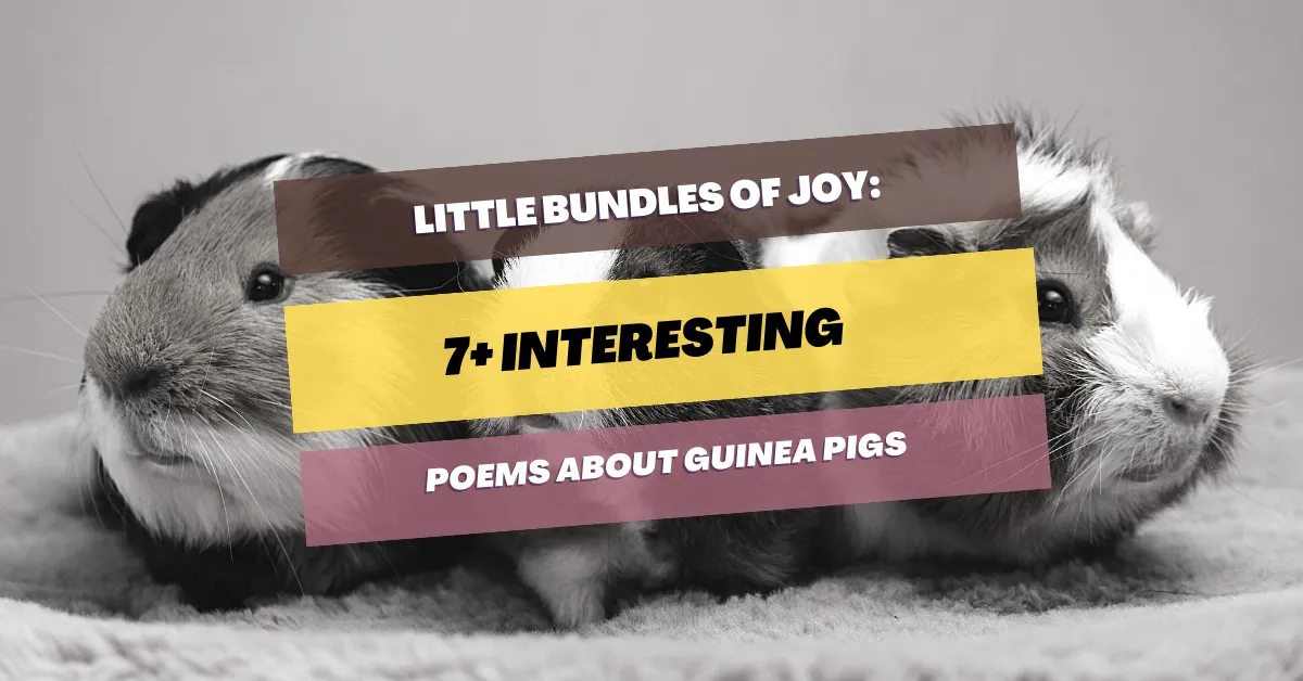 poems-about-guinea-pigs